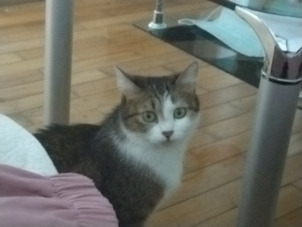 一只田园猫