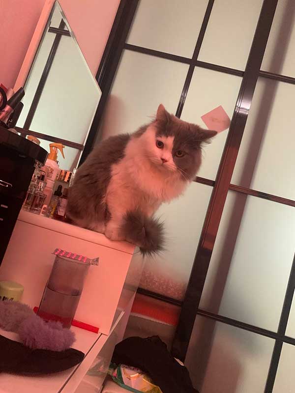 寻找小猫 仔仔